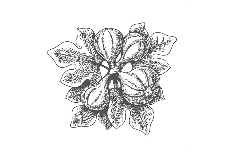 hand-drawn-figs