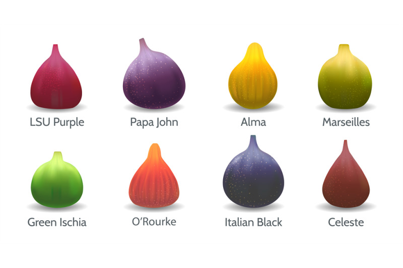 fig-varieties-in-cartoon-realistic-style