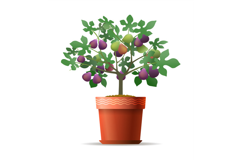 decorative-fig-tree