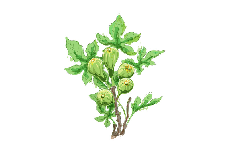 color-figs-on-branch-watercolor-sketch