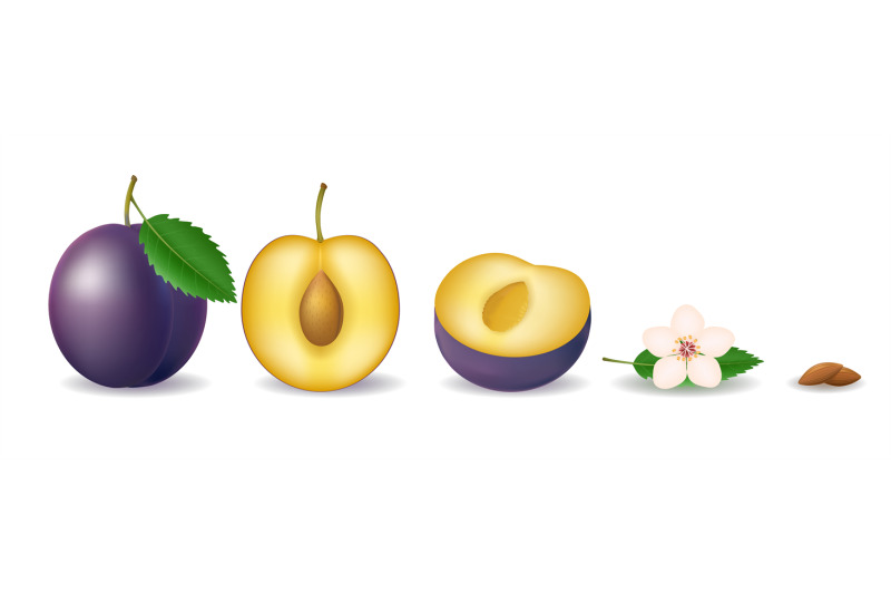 plum-parts-realistic-cartoon-elements