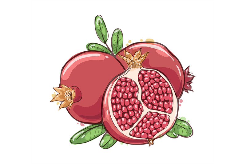 pomegranate-watercolor-sketch