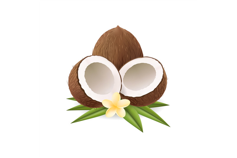 realistic-coconuts-with-leaves-and-flower
