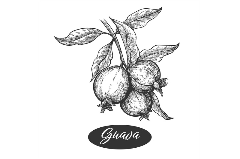 guava-branch-engraving
