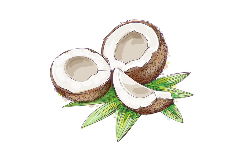 coconuts-watercolor-sketch
