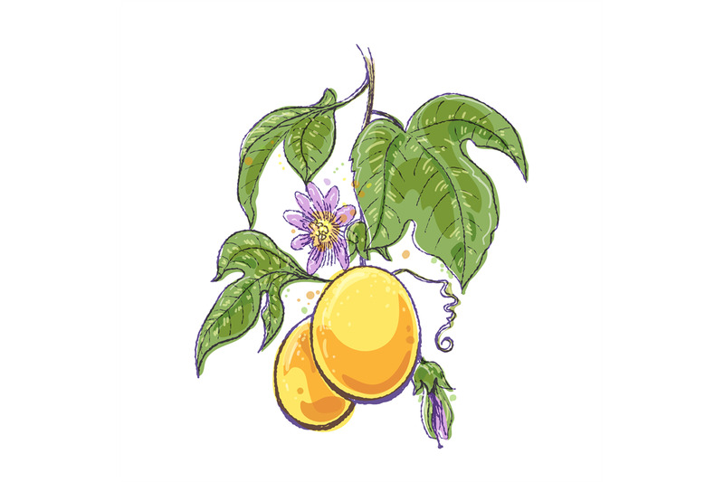 yellow-passionfruit-watercolor-sketch
