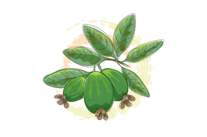 feijoa-watercolor-branch