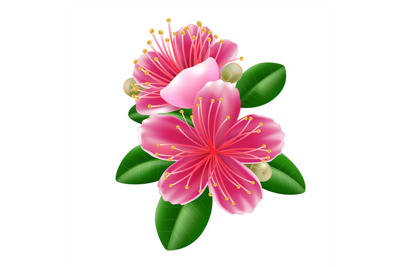 feijoa-flower-in-realistic-style