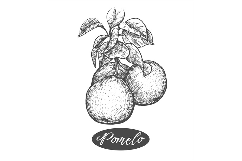 pomelos-branch-etching