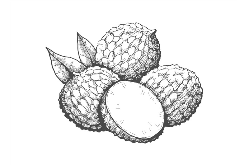 litchi-sketch-illustration