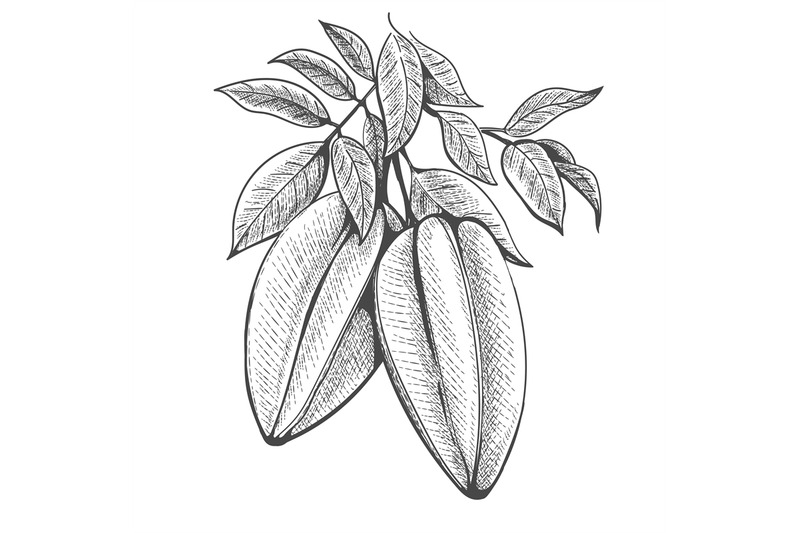 hand-drawn-carambola-branch