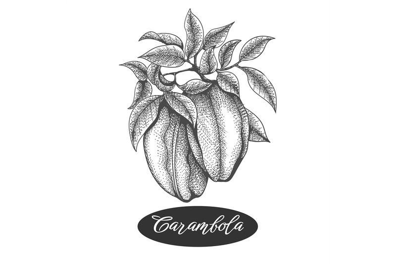 carambola-branch-engraving