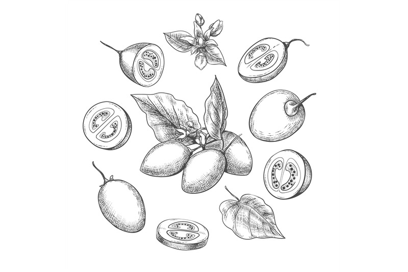 tamarillo-fruits-sketch