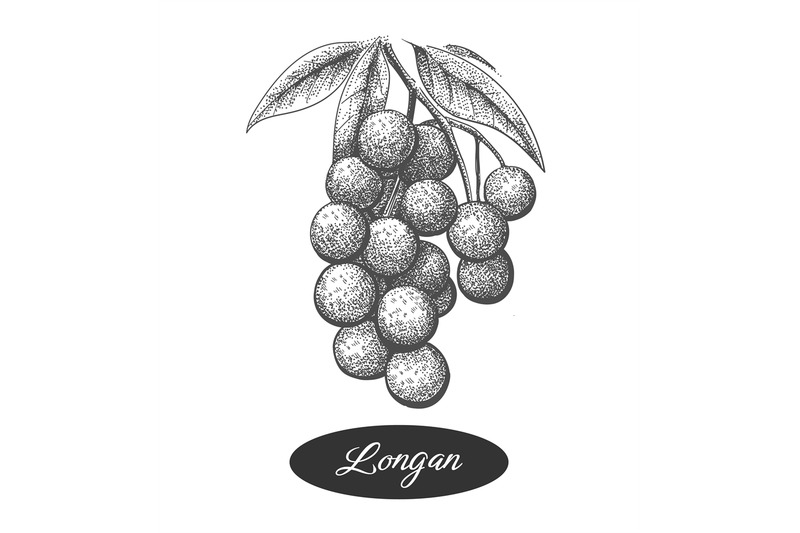 longan-branch-etching