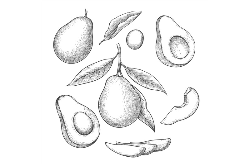 hand-drawn-avocado