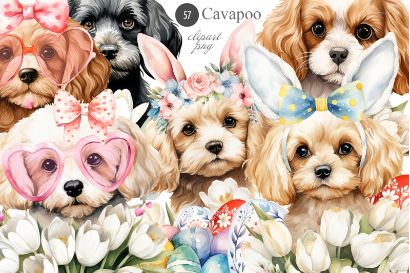 cavapoo