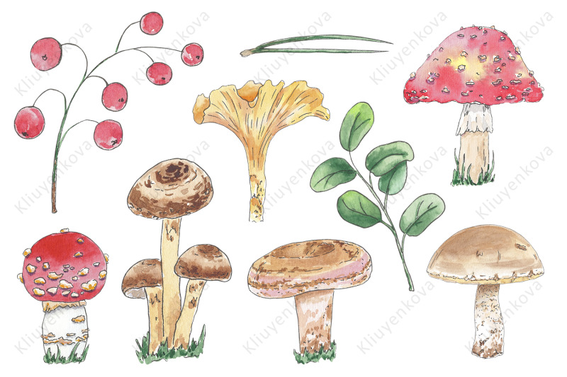 mushrooms-berry-leaf-watercolor-clipart