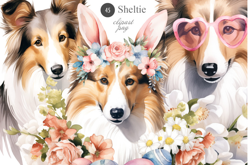 sheltie