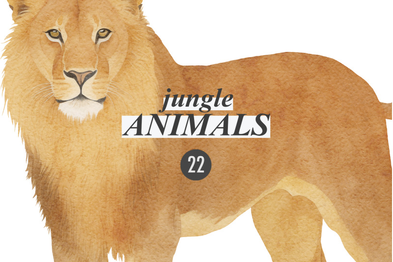 jungle-animals-vintage