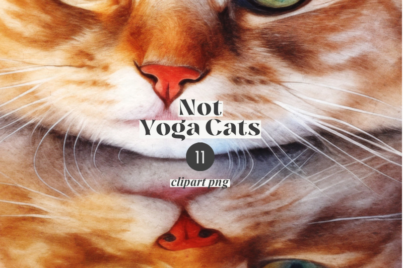 not-yoga-cats