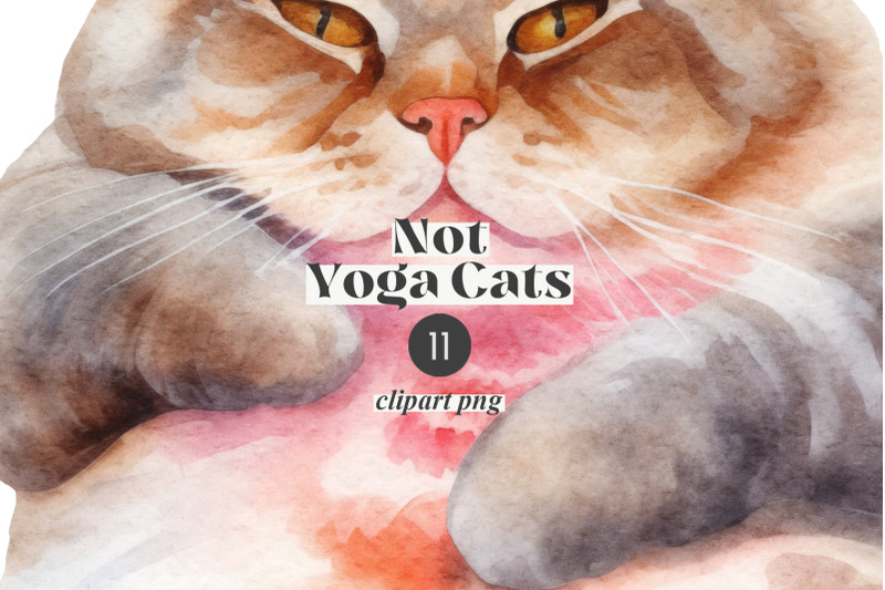 not-yoga-cats