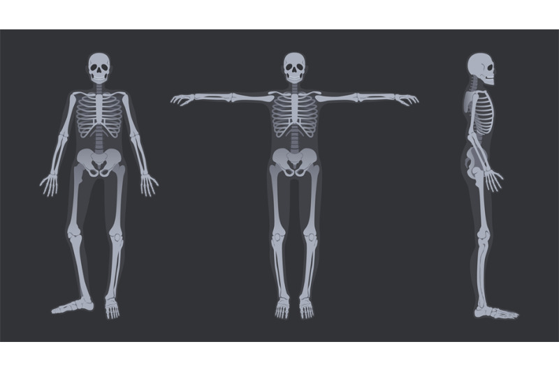 human-skeleton-x-ray-detailed-radiology-full-body-bone-structure-anat
