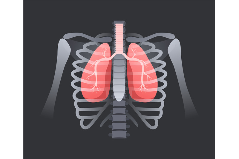 lung-in-human-rib-cage-respiratory-system-anatomy-lungs-with-trachea