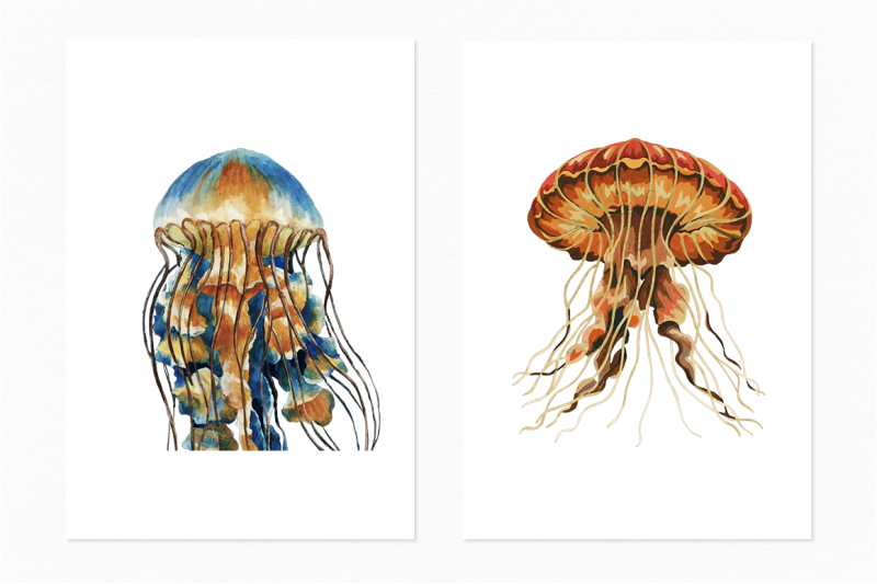 ocean-jellyfish