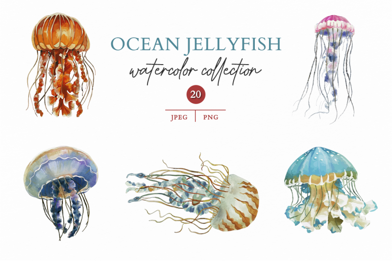 ocean-jellyfish