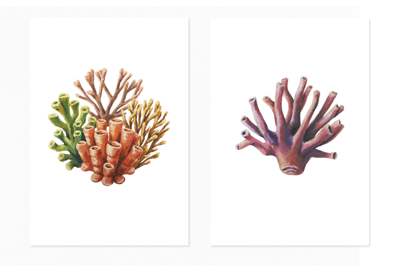 ocean-corals