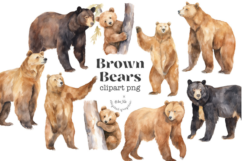 brown-bears