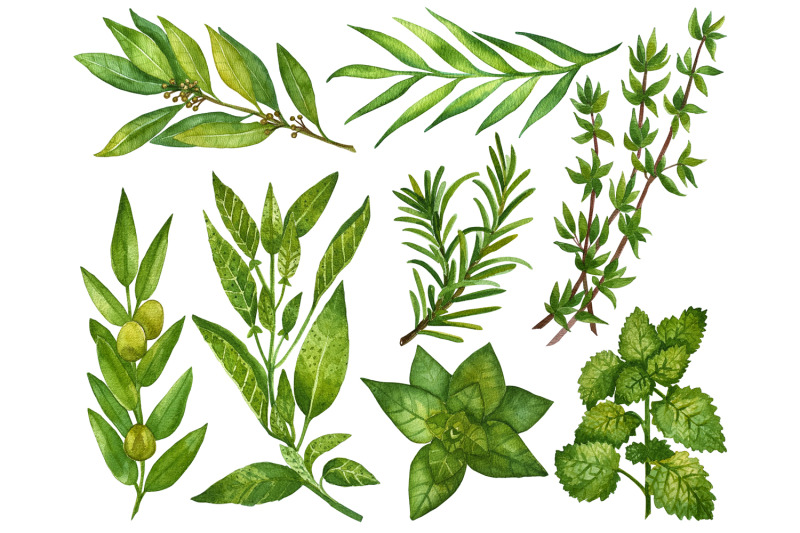 watercolor-green-herbs-food-clip-art-set-watercolor-illustration