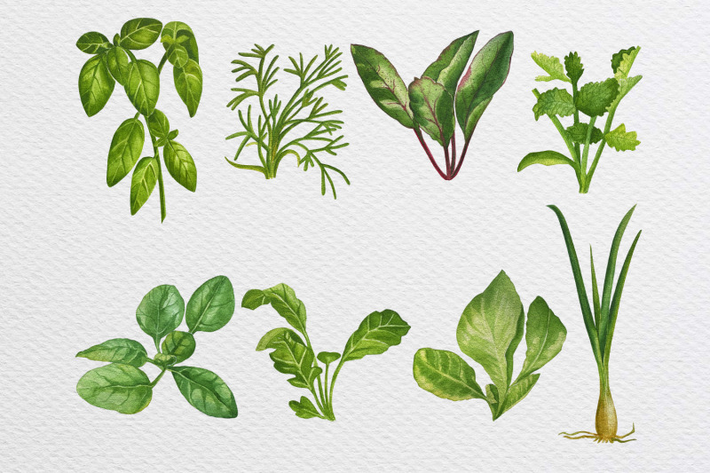 watercolor-basil-dill-cilantro-arugula-clipart-set