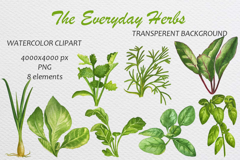 watercolor-basil-dill-cilantro-arugula-clipart-set