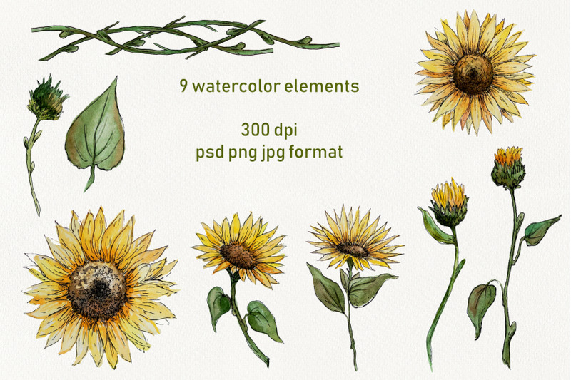 sunflower-watercolor-clipart-collection