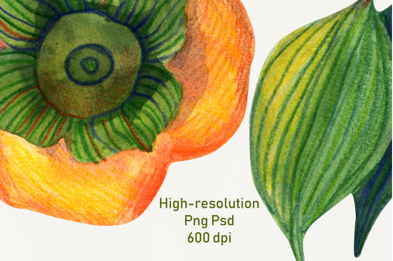 persimmon-fruit-hand-drawn-clipart-png