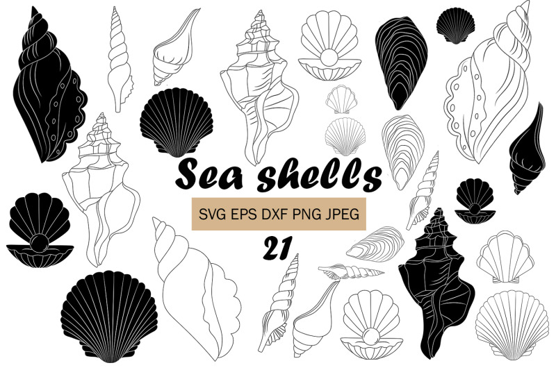 seashells-illustration-background-vector-clipart-set