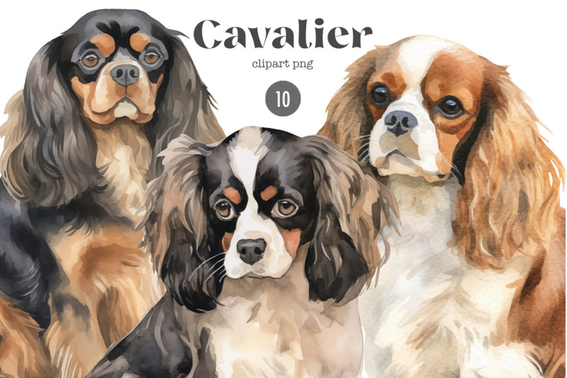 cavalier-dogs