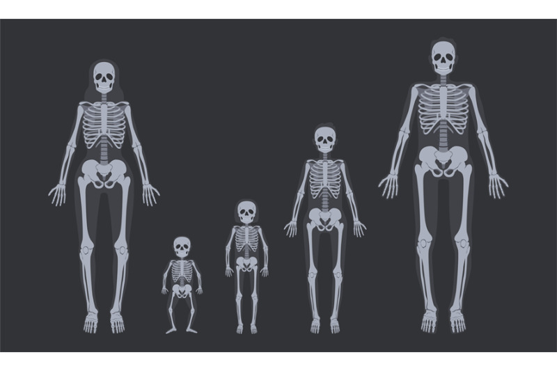 family-x-ray-skeletons-human-skeletal-systems-from-child-to-adult-bo