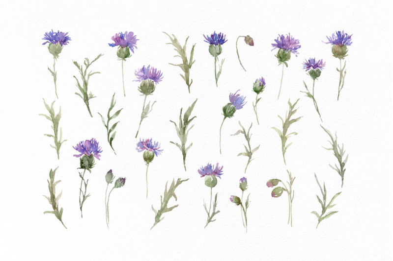 watercolor-thistles-flowers