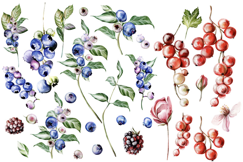 berries-amp-flowers-watercolor-elements