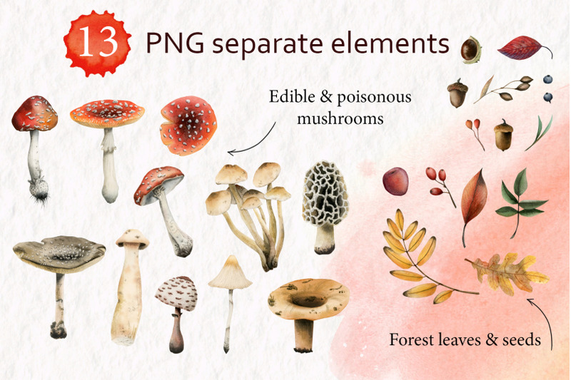 mushrooms-edible-amp-poisonous-forest-clipart