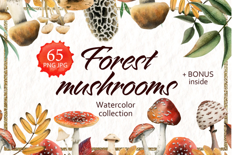 mushrooms-edible-amp-poisonous-forest-clipart