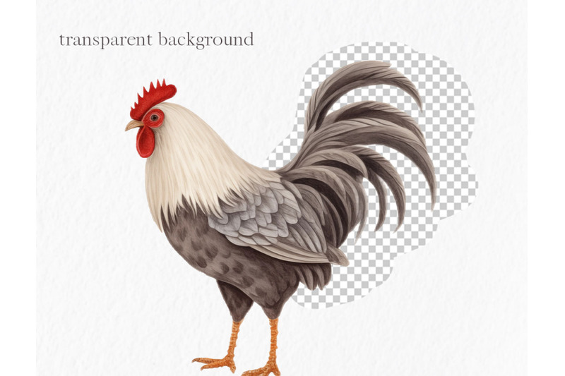 watercolor-chicken-clipart
