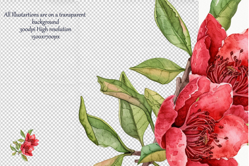 pomegranate-watercolor-clipart