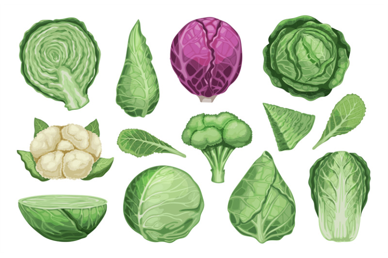 cartoon-different-cabbage-fresh-organic-vegetable-brussels-sprouts-h