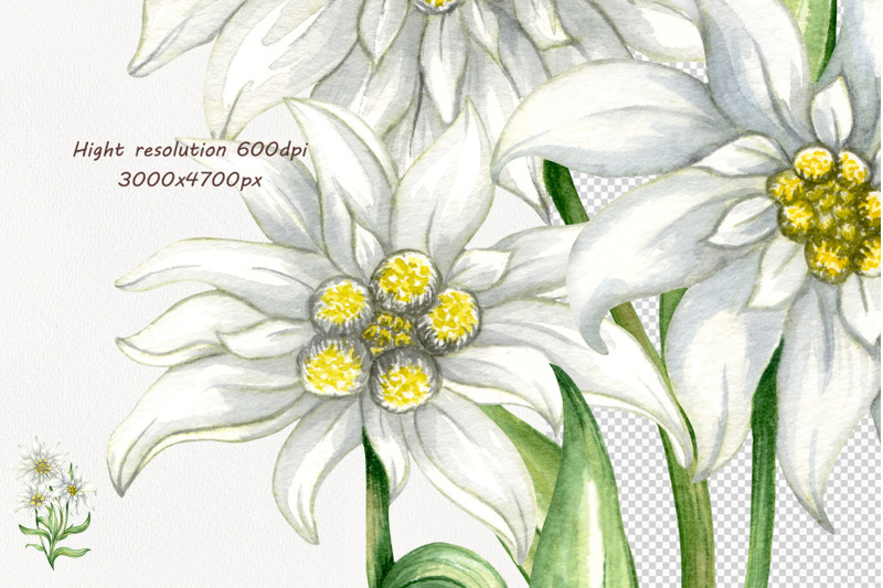 edelweiss-watercolor-clipart
