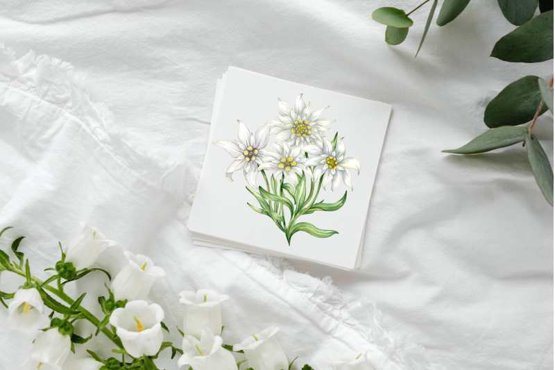 edelweiss-watercolor-clipart