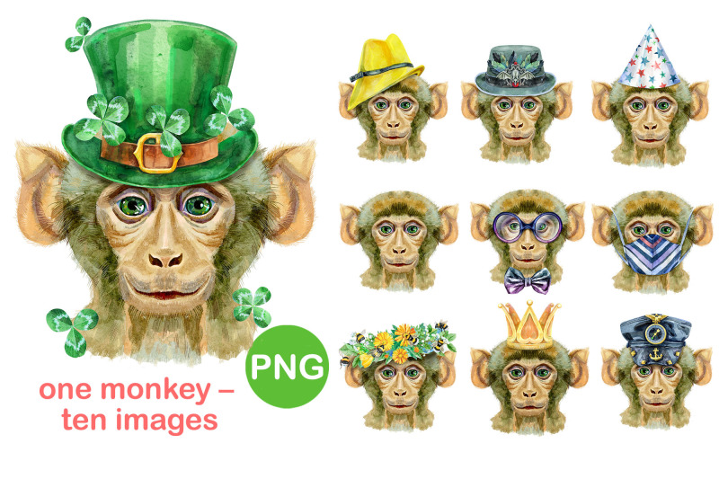 monkey-portraits