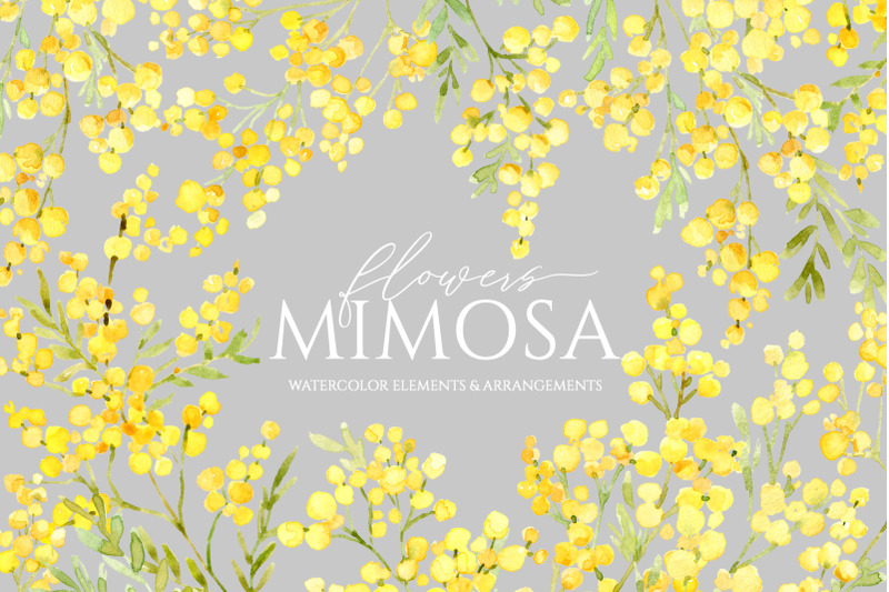 watercolor-yellow-mimosa-branches-png